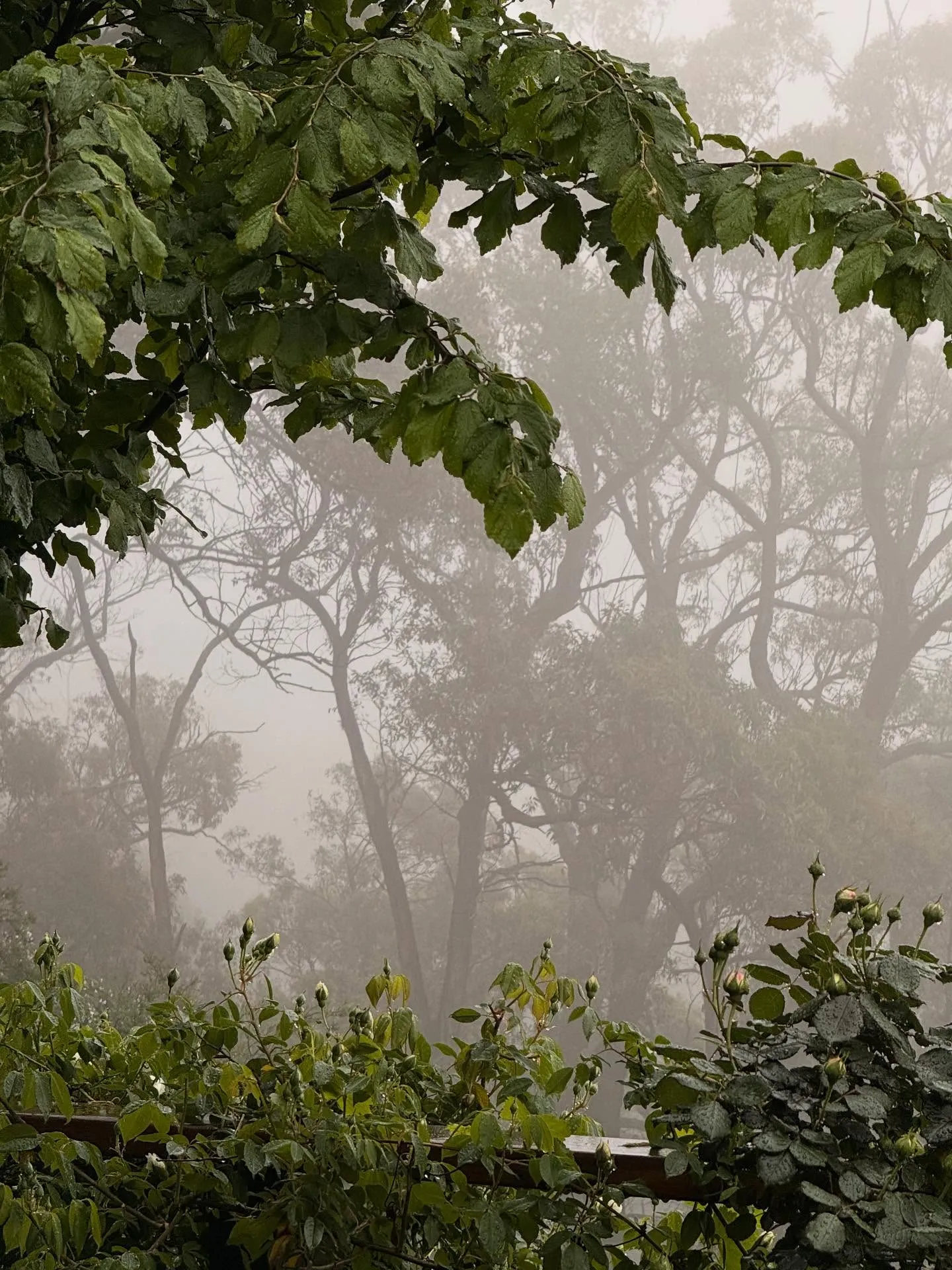 Misty tree canopy view from the Sherdale Farm property gardens on a foggy morning